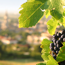 Investir dans un grand Bourgogne ou un grand Bordeaux 