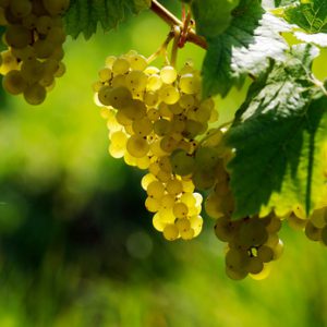 Une hausse de la production de vin française en 2013