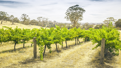 Récolte de vin 2013 en Australie