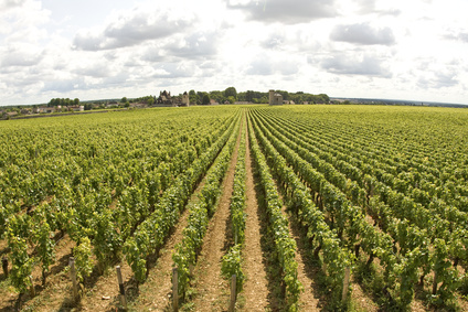 Les ventes de vins de Bourgogne prennent de l’ampleur 