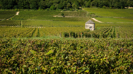 Bourgogne : Romanée-Conti un domaine prestigieux