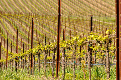 Les vignes californiennes sont en proie à la sécheresse