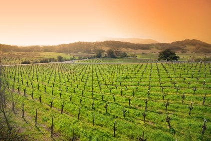 Succès du  vin de Californie - Vallée de Sonoma