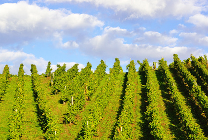 LVMH achète un vignoble en Bourgogne