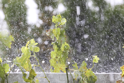 La grêle abîme une partie des vignes de Bourgogne