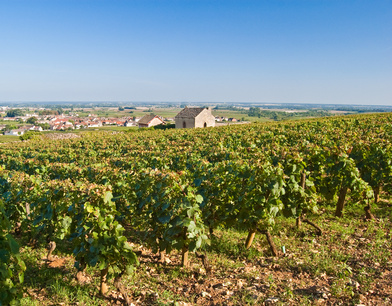 Des changements de propriétaires pour les vignobles de Bourgogne