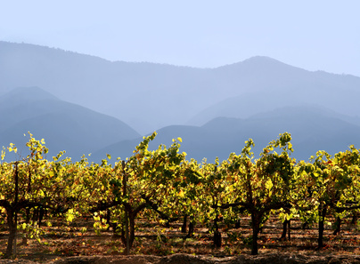 Vendanges en Californie - Napa Valley