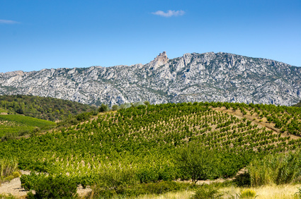 Vignoble du Languedoc à Maury