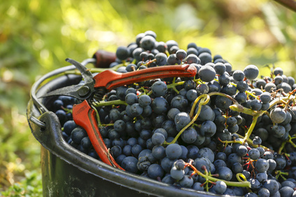 C'est le début de la saison des vendanges 2014