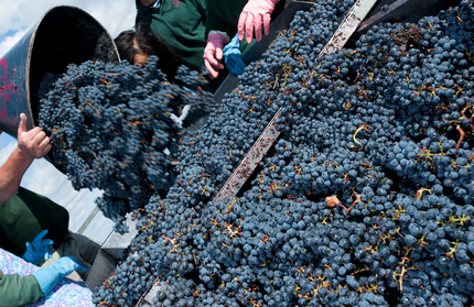 Les vendanges commencent bien à Bordeaux