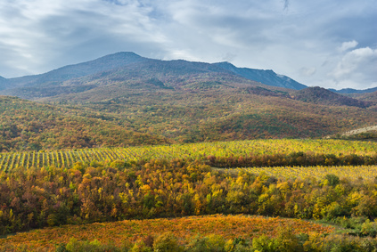 Vignoble de Crimée