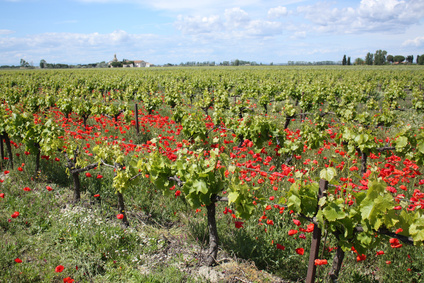 La biodynamie : avenir de la culture du champagne en France ?