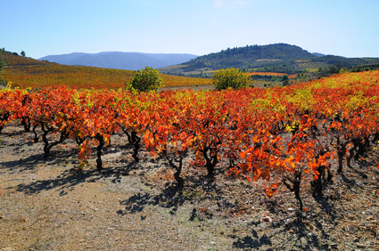 Faire un investissement dans les vins de Corbières