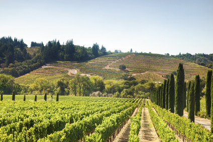 L'investissement dans les vignobles américains prend de l'ampleur