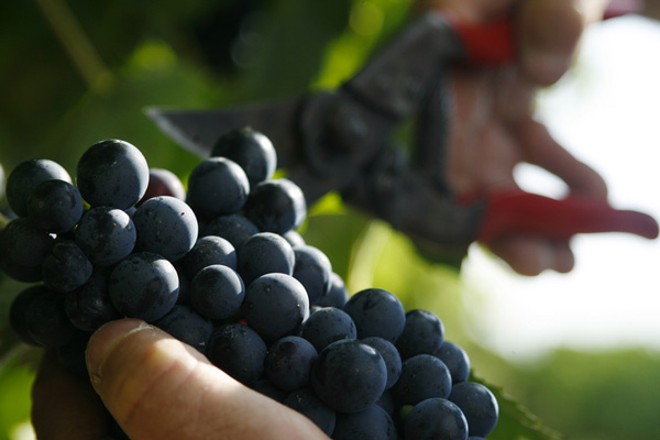 Les vendanges à Bordeaux commencent